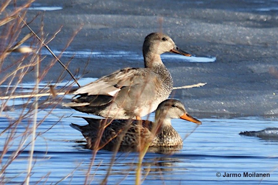 Gadwall - ML619084859