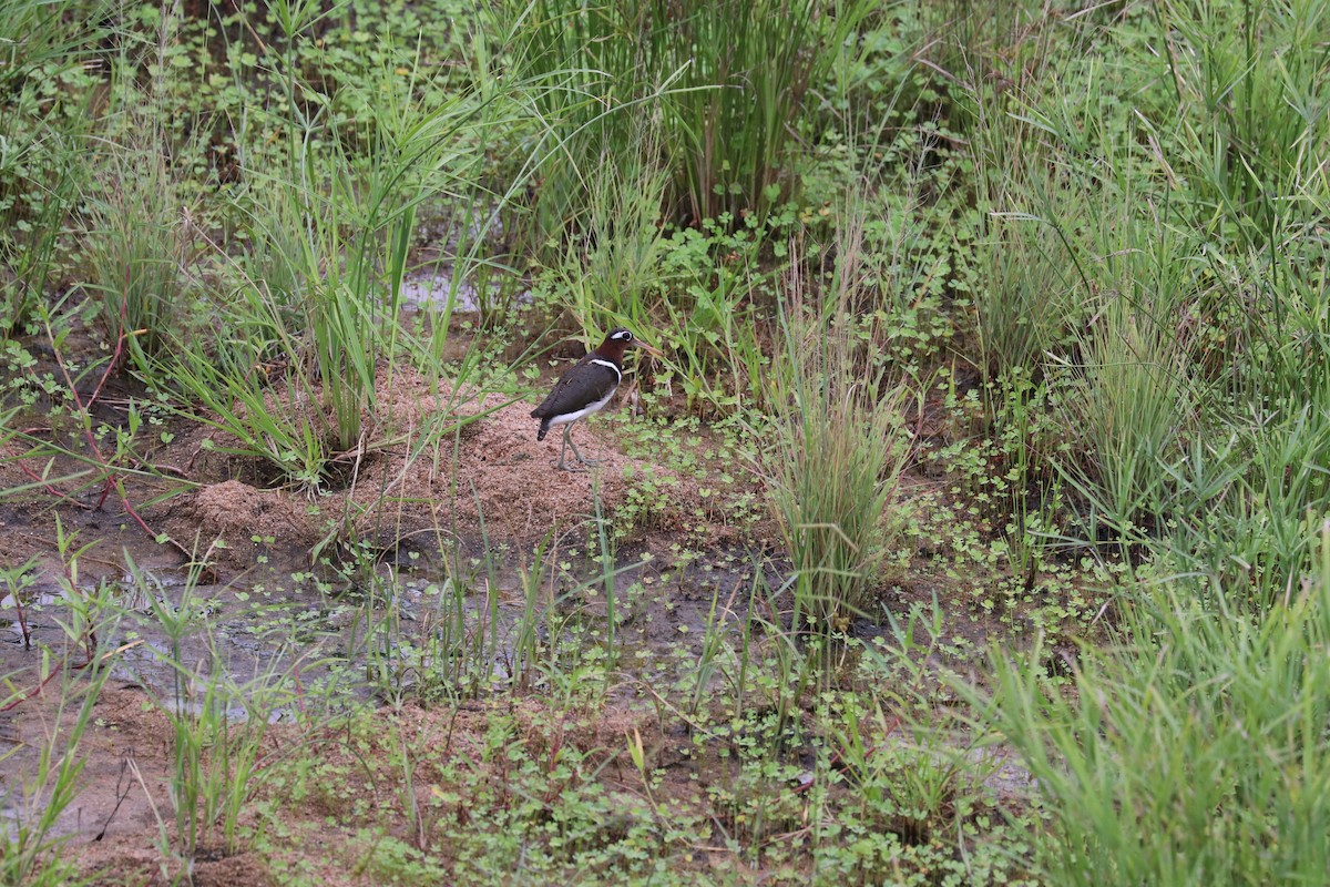 Greater Painted-Snipe - ML619084886