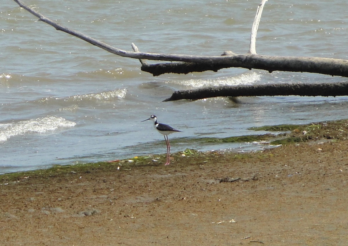 Black-necked Stilt - ML619084893