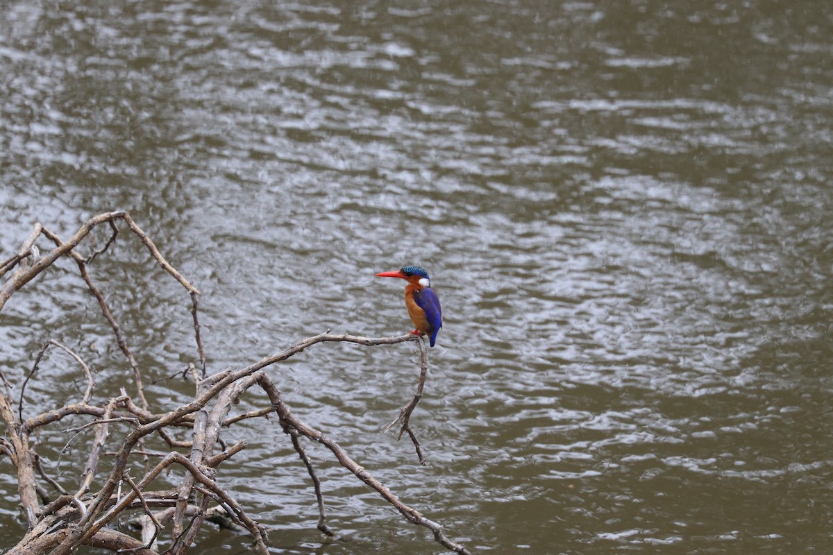 Malachite Kingfisher - Joseph Bozzo