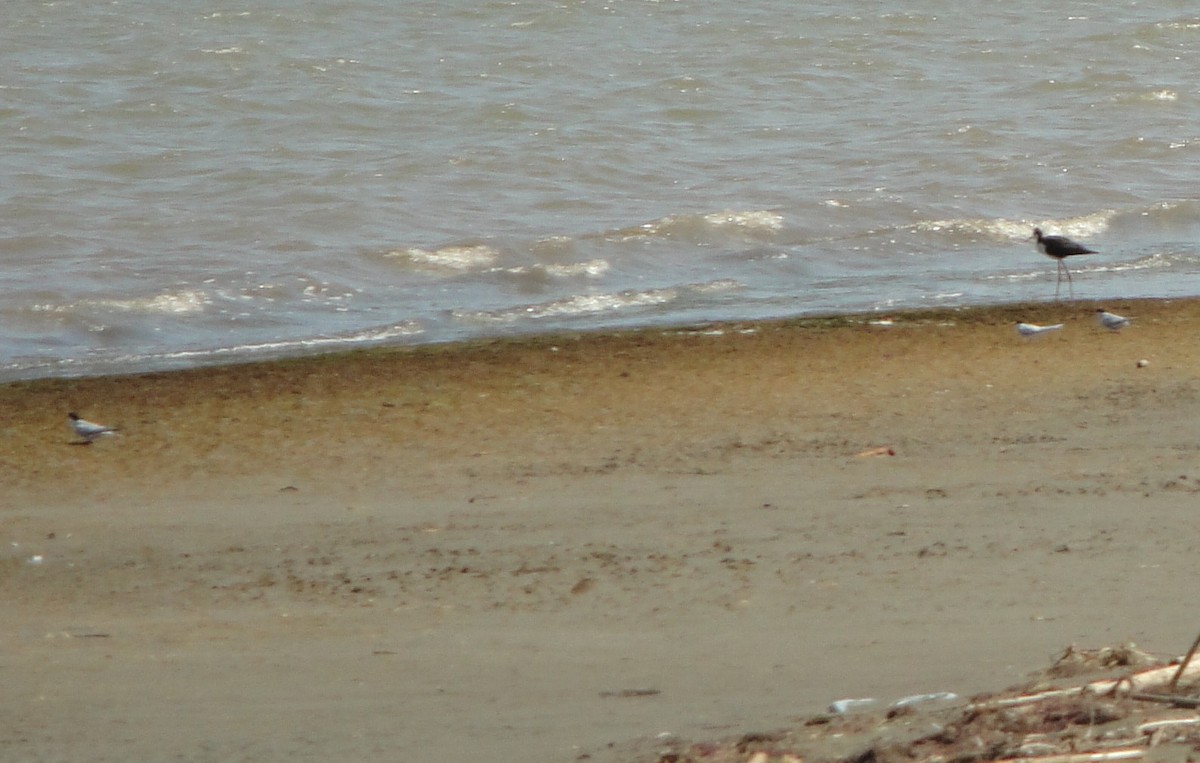 Least Tern - ML619084899