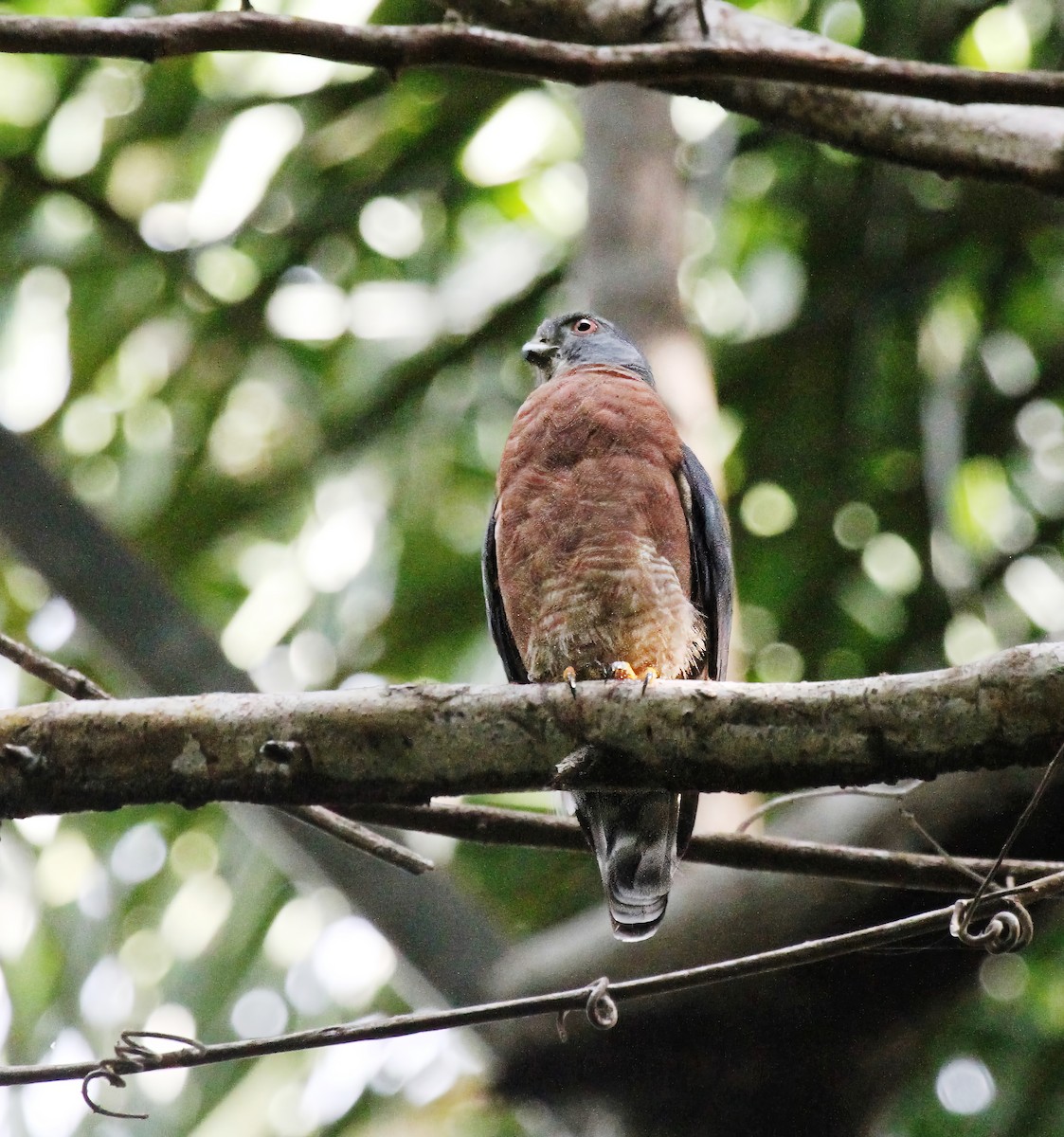 Double-toothed Kite - Richard Greenhalgh