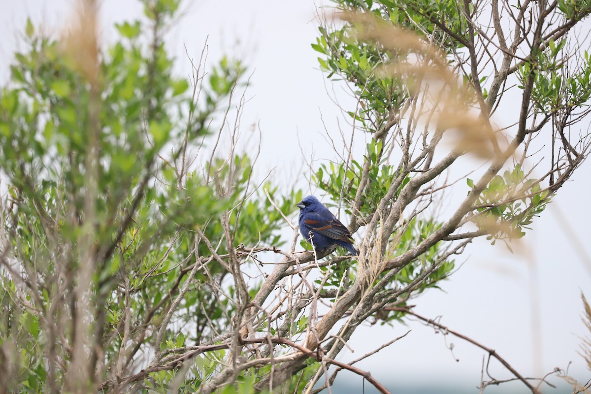 Blue Grosbeak - ML619084935