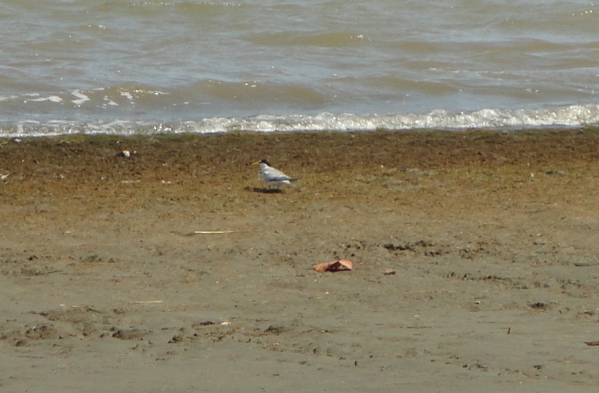 Least Tern - ML619084939