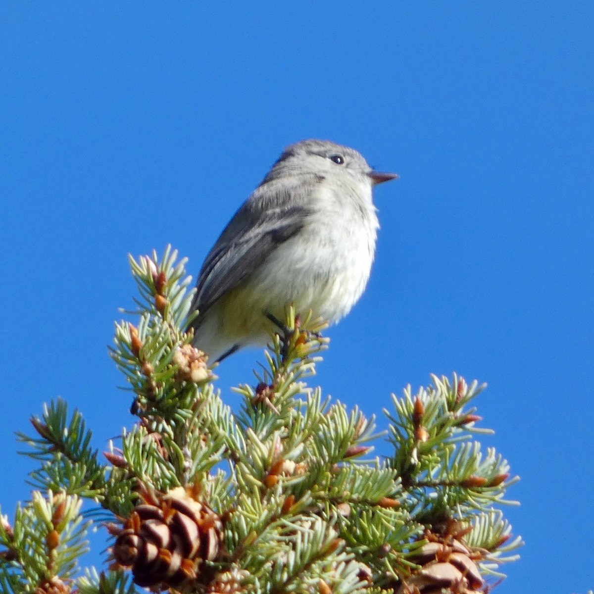 Dusky Flycatcher - ML619084959