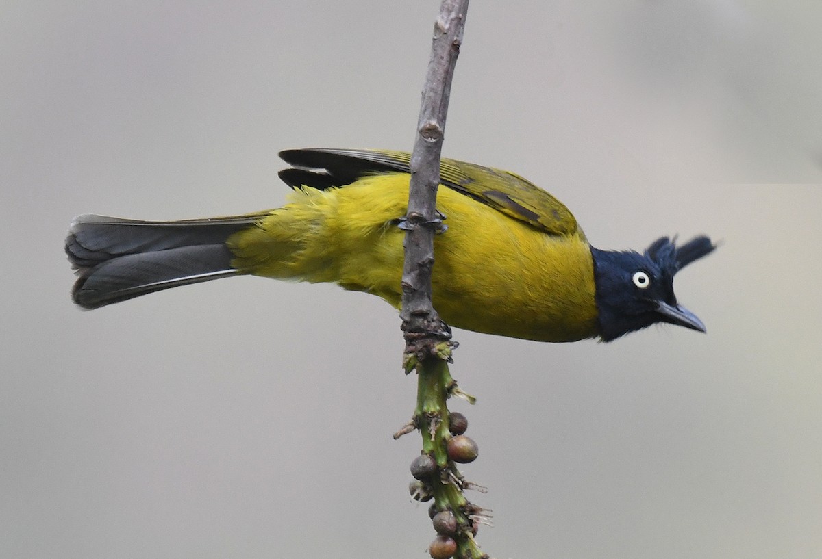 Bulbul à huppe noire - ML619084961