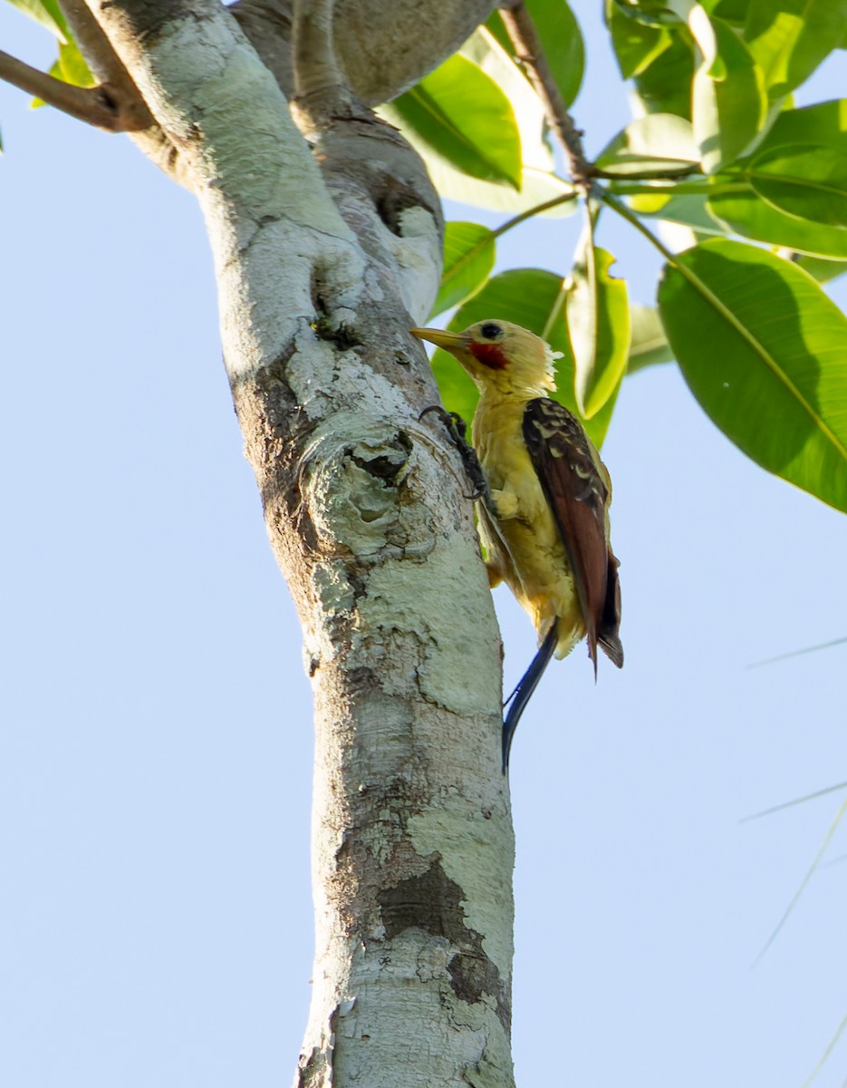 Cream-colored Woodpecker - Joe Aliperti