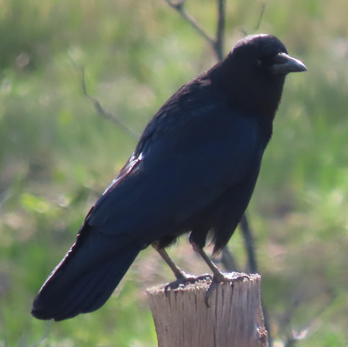 American Crow - BEN BAILEY