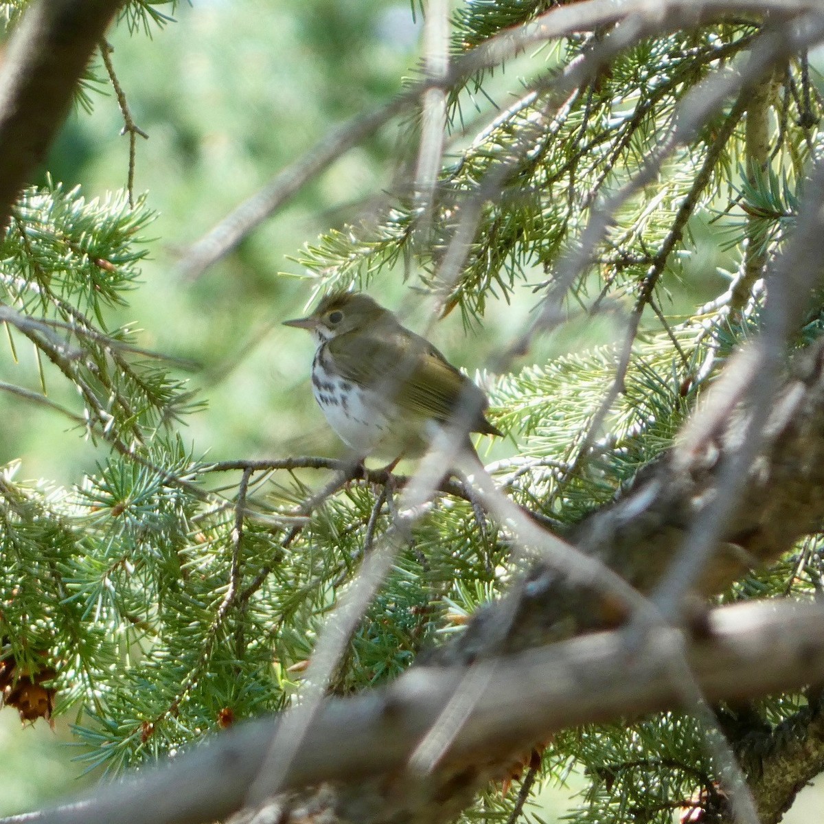 Ovenbird - ML619084984