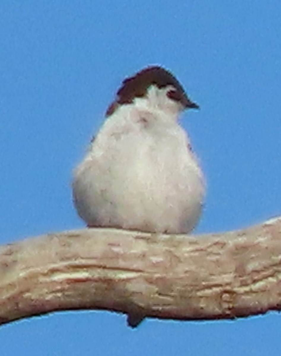 Violet-green Swallow - BEN BAILEY