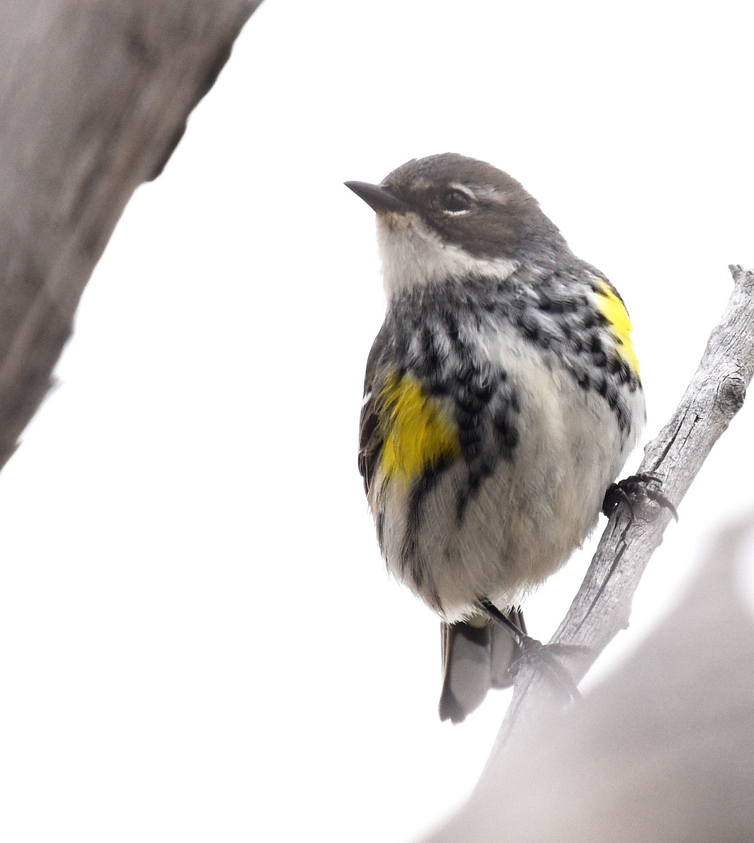 Yellow-rumped Warbler (Myrtle) - Steven Mlodinow