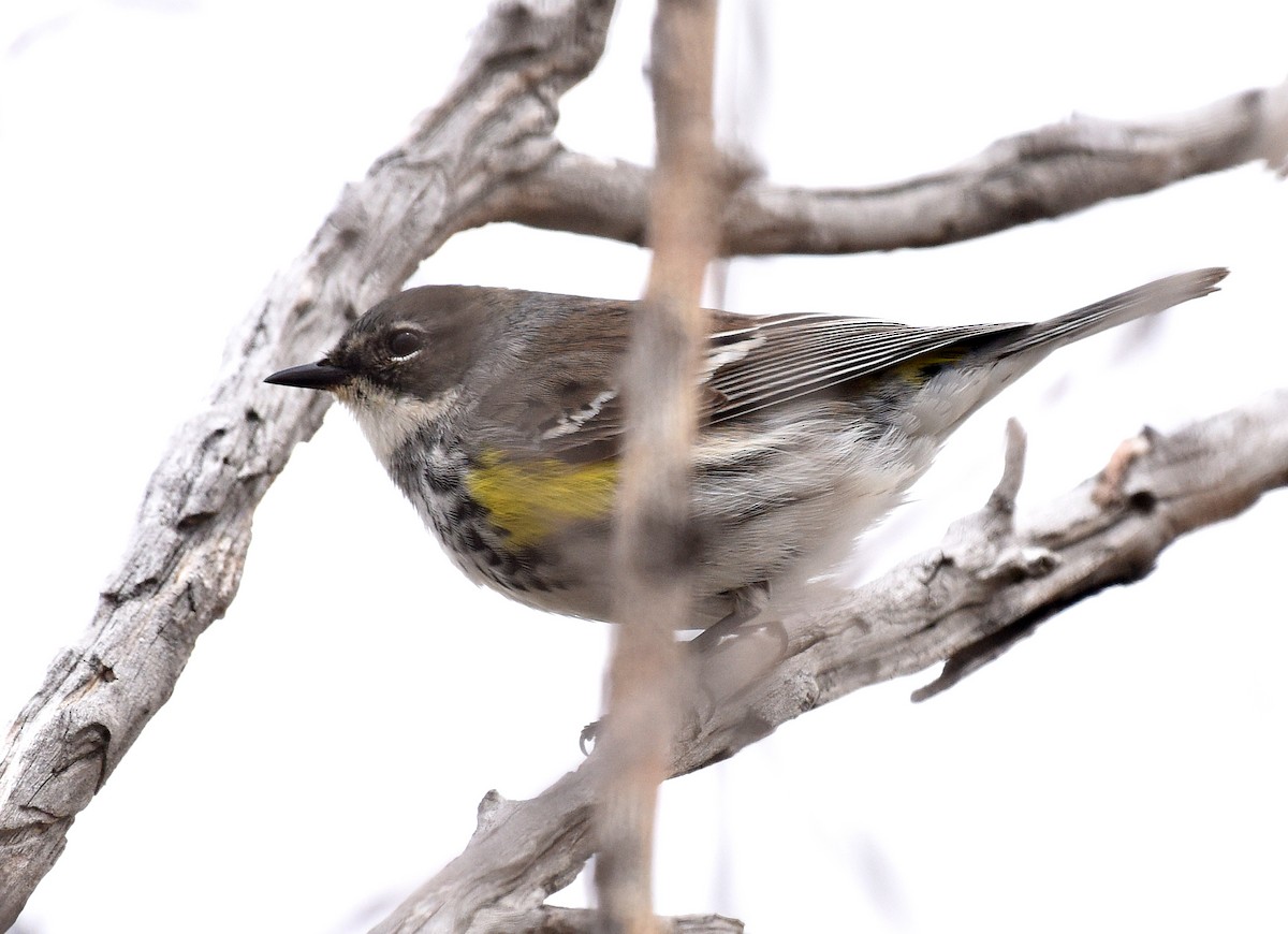 lesňáček žlutoskvrnný (ssp. coronata) - ML619085000