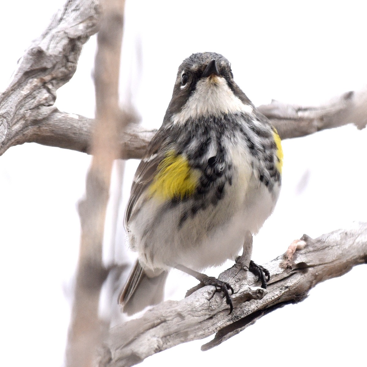 lesňáček žlutoskvrnný (ssp. coronata) - ML619085001