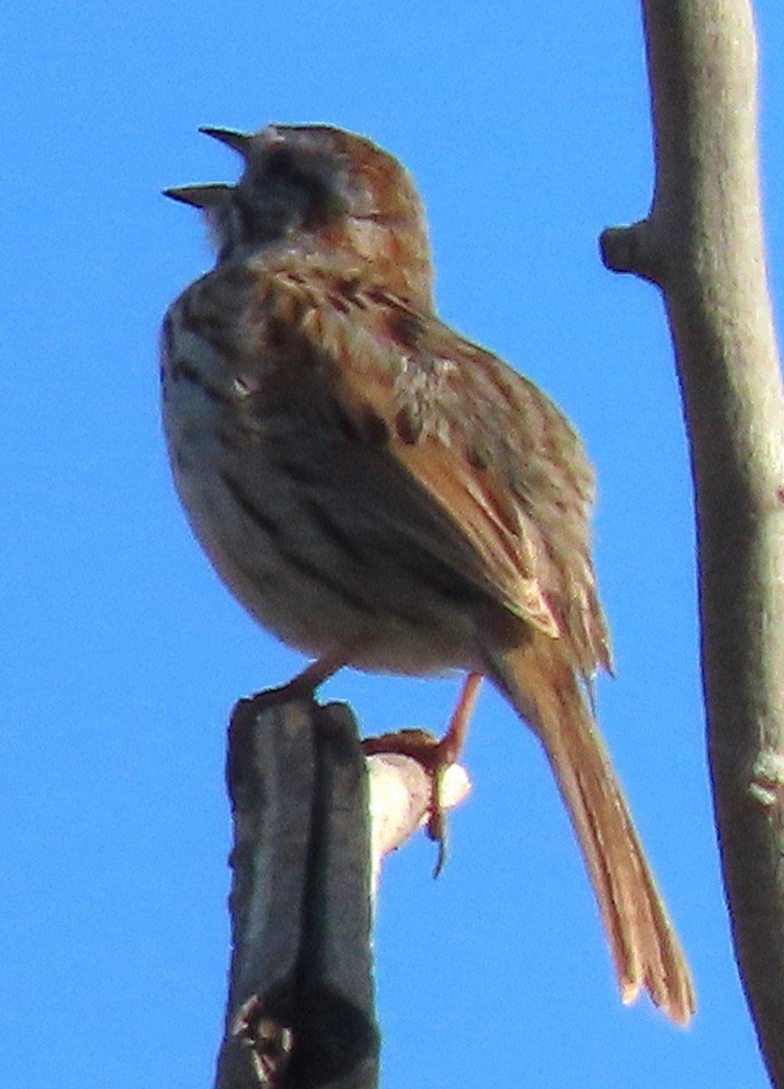 Song Sparrow - BEN BAILEY