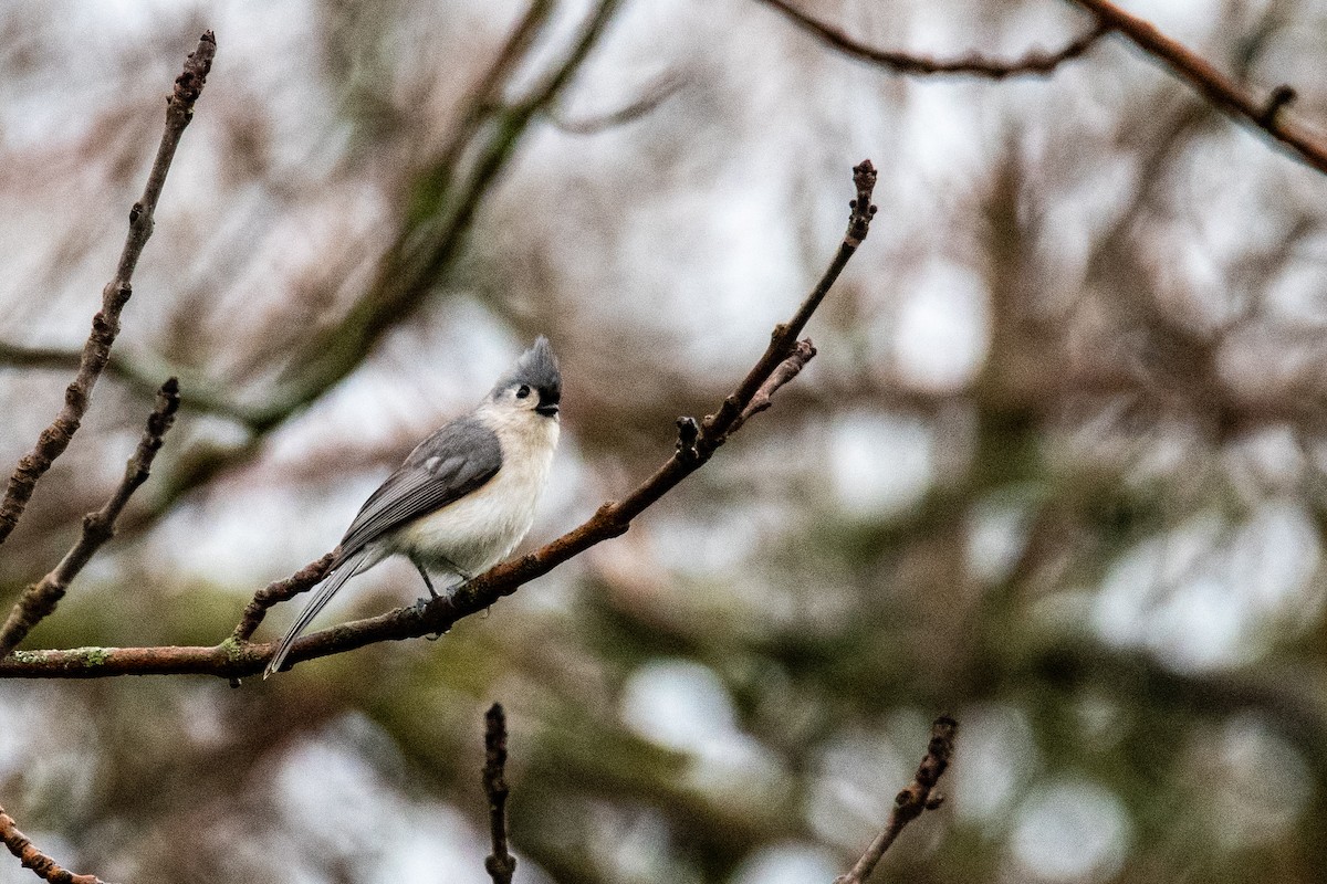 Tufted Titmouse - ML619085056