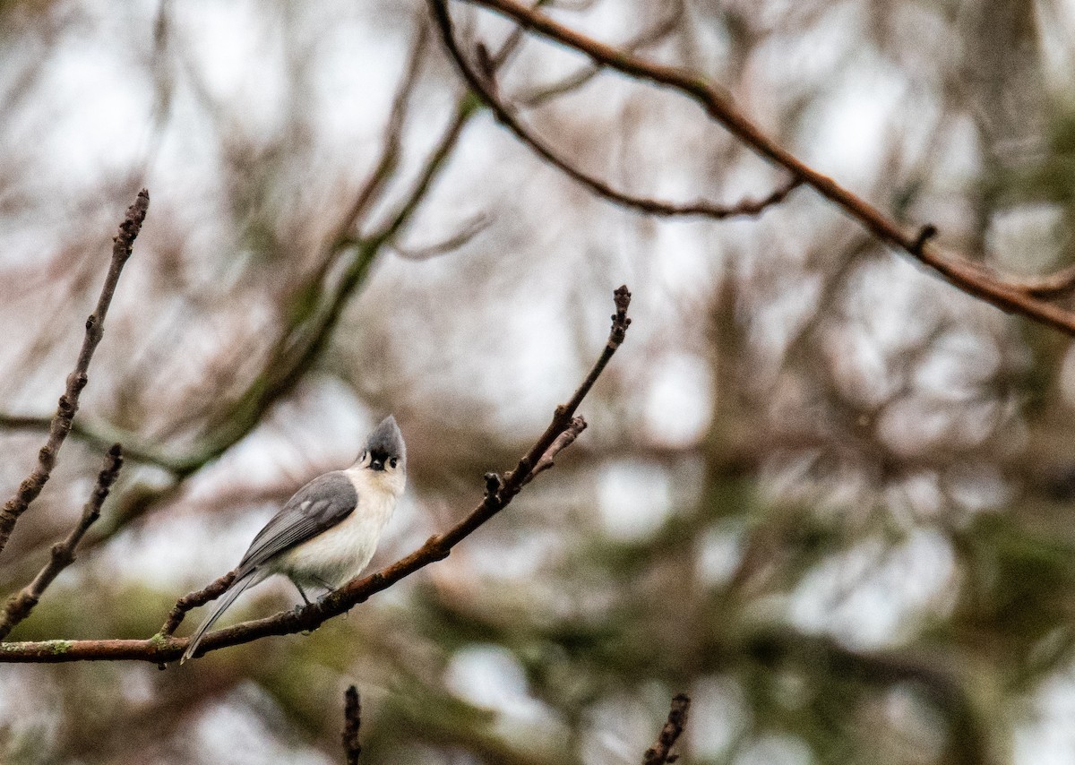 Tufted Titmouse - Joshua  Vincent