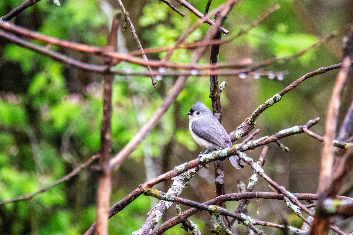 Tufted Titmouse - ML619085059