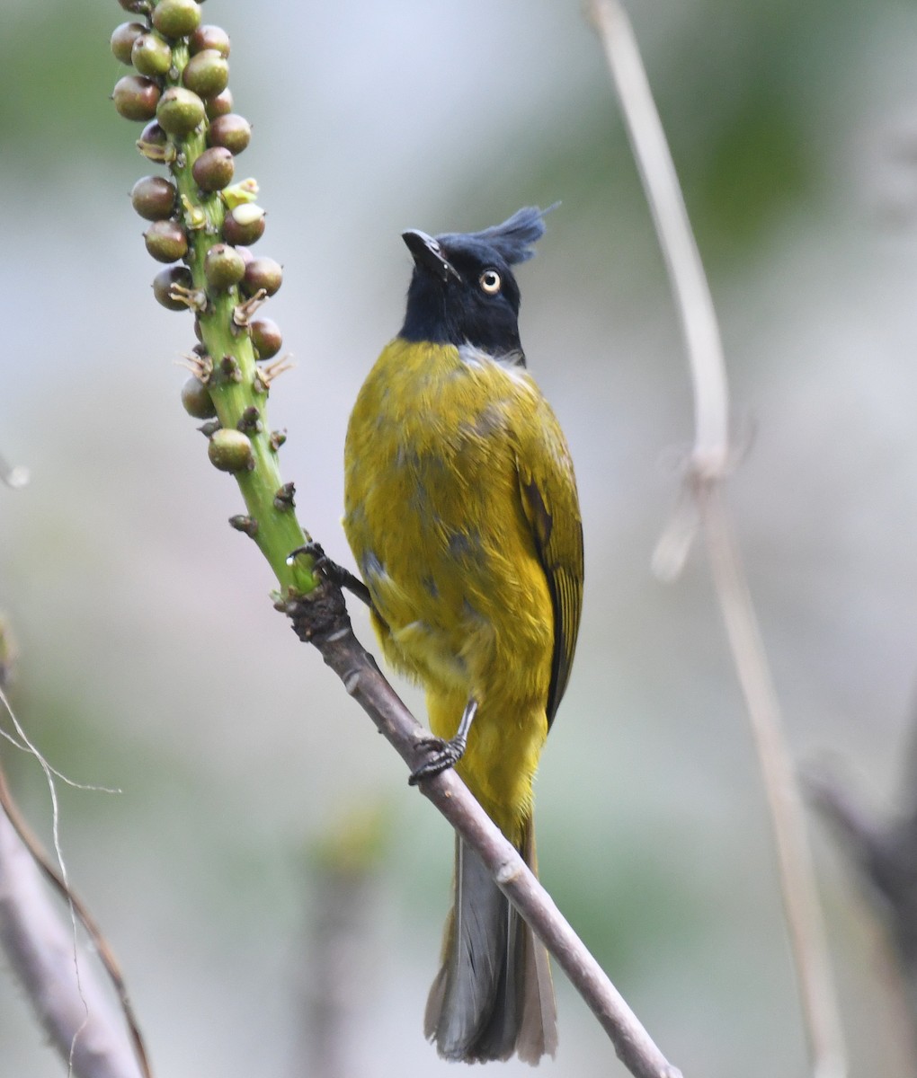 Bulbul à huppe noire - ML619085061