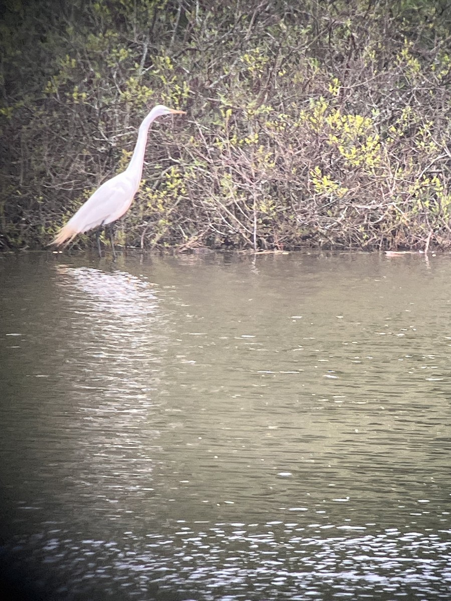 Great Egret - ML619085066