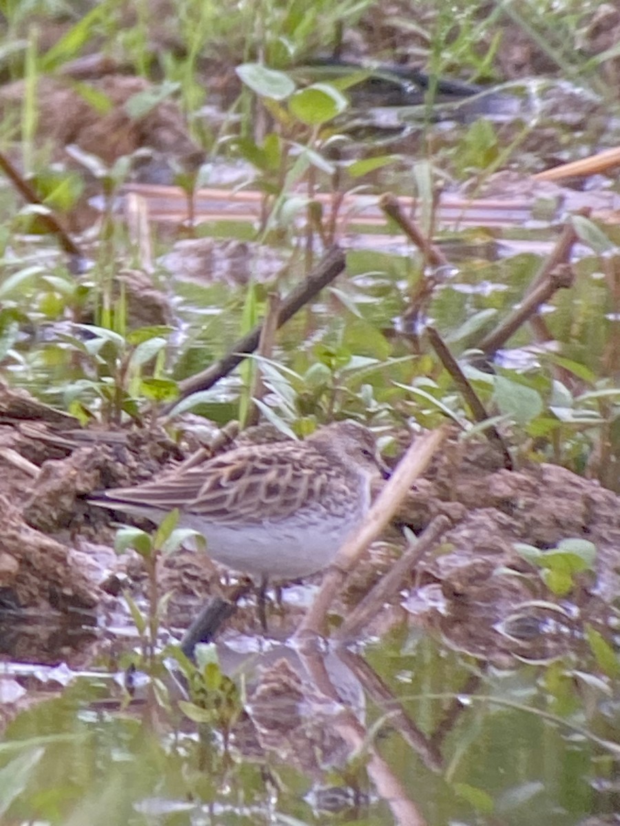 Semipalmated Sandpiper - Kurt Schwarz