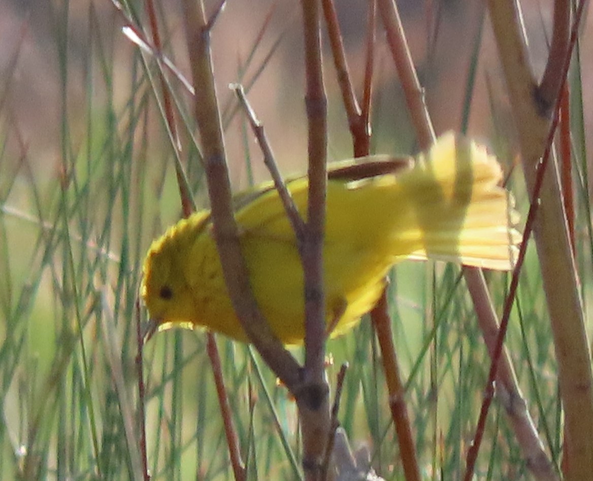 Yellow Warbler - BEN BAILEY
