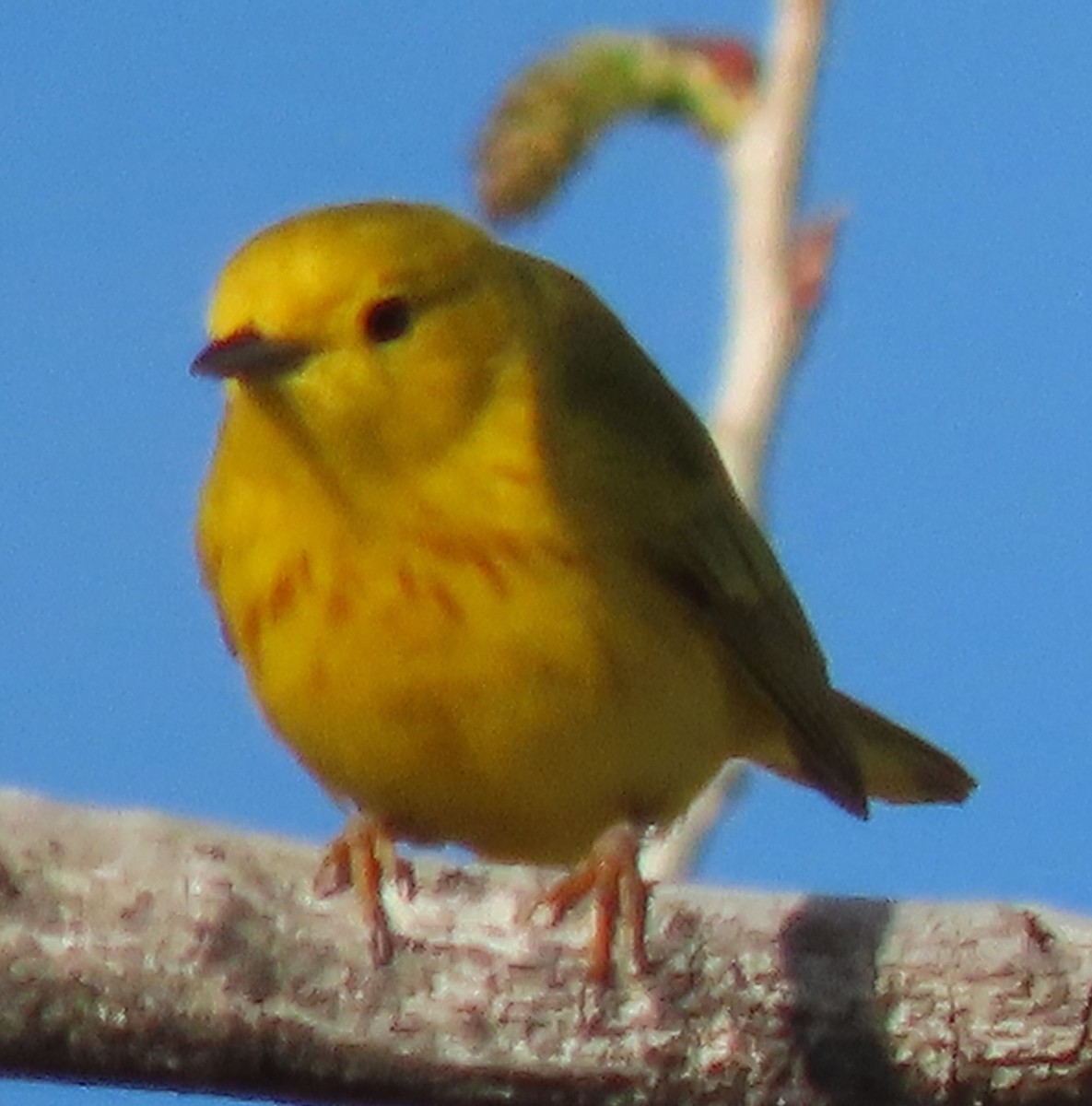 Yellow Warbler - BEN BAILEY