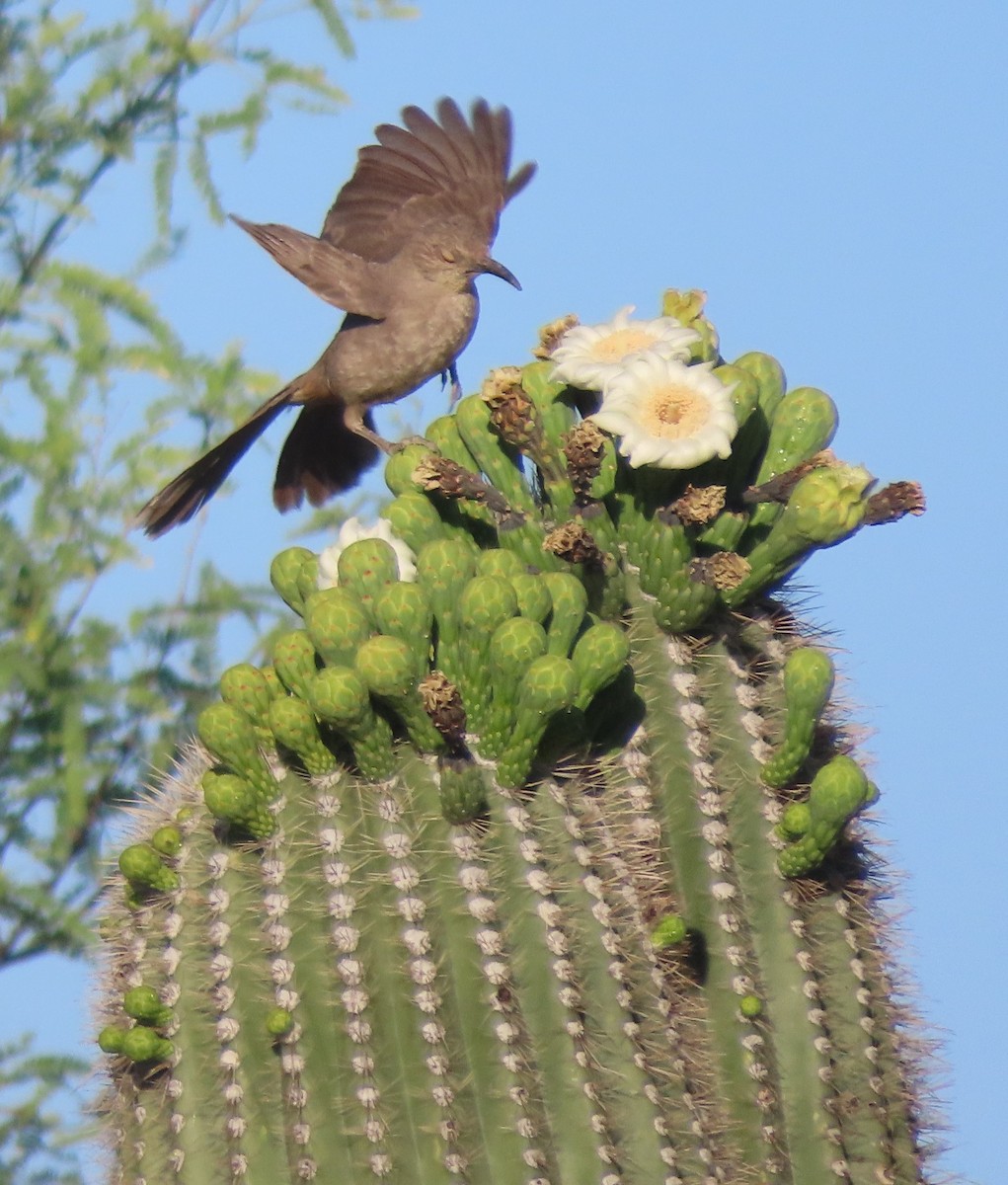 Curve-billed Thrasher - Elaine Wagner