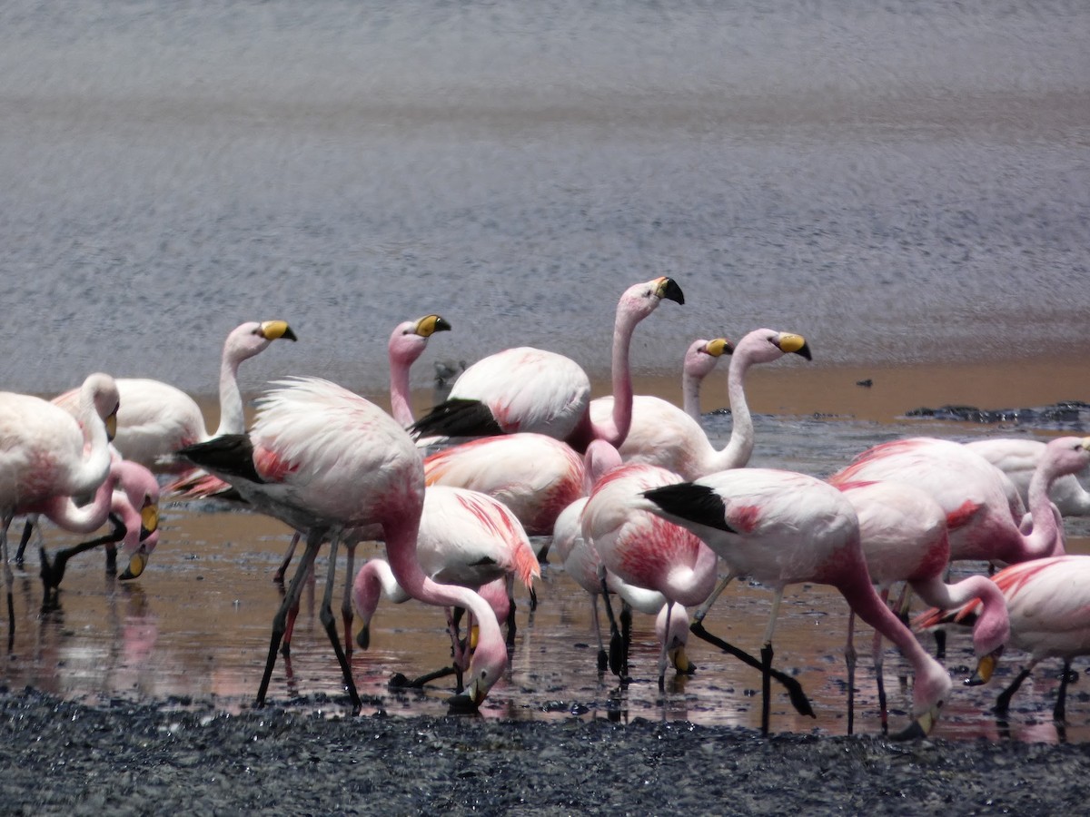 ub. flamingo (Phoenicopteridae sp.) - ML619085093