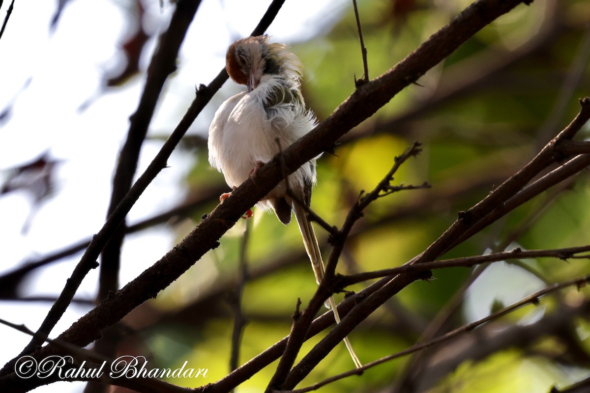 Common Tailorbird - Rahul Bhandari