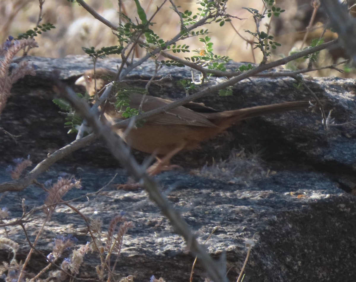 Abert's Towhee - Elaine Wagner