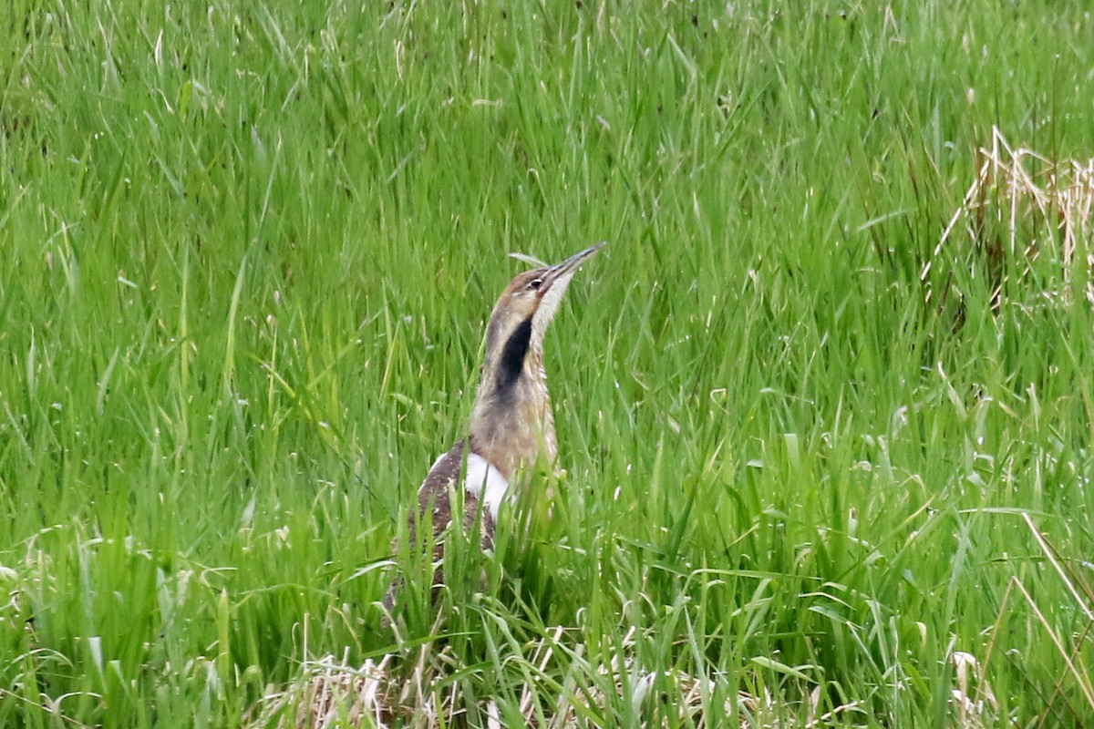 American Bittern - ML619085125