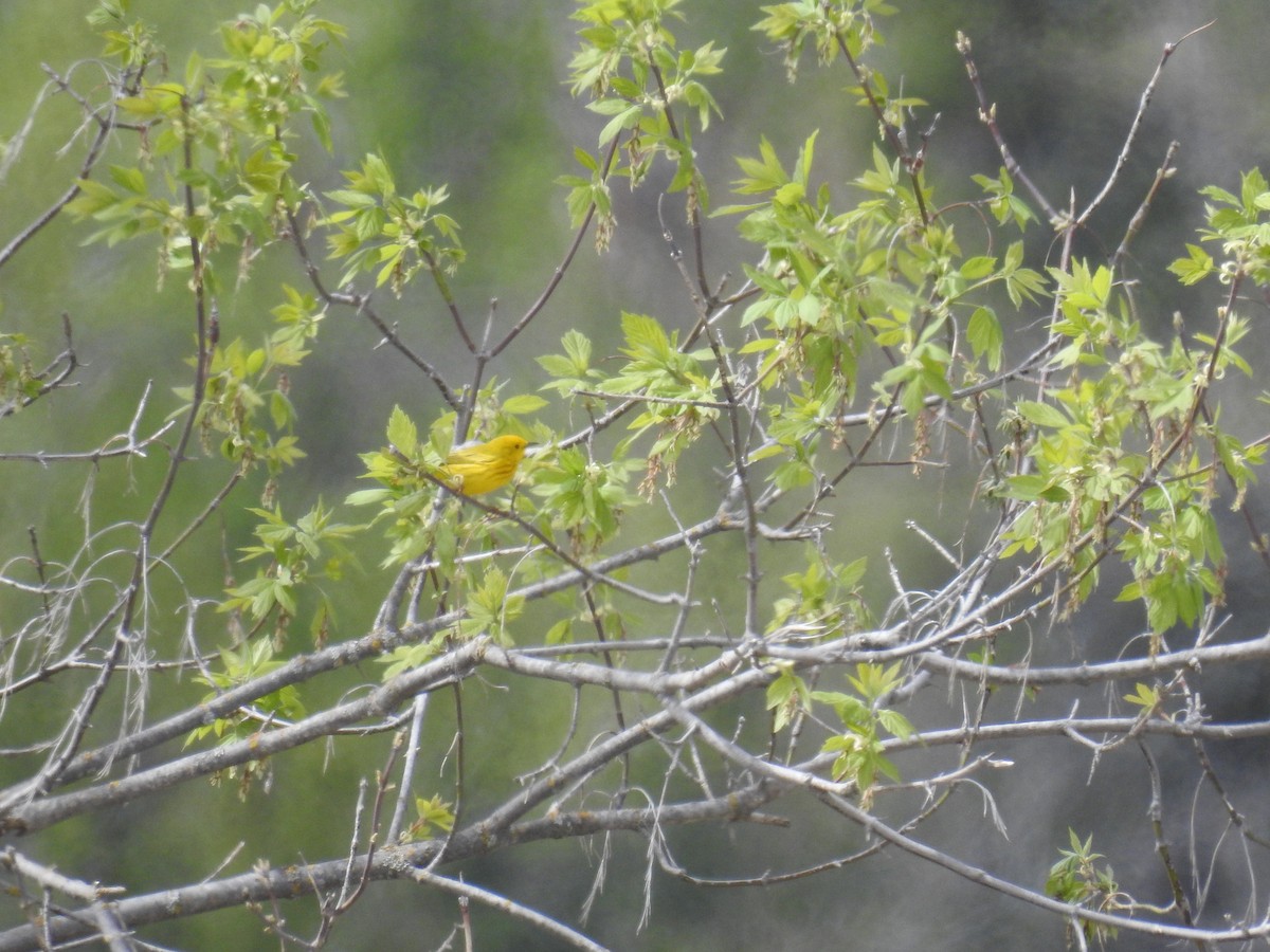 Yellow Warbler - Bev Moses