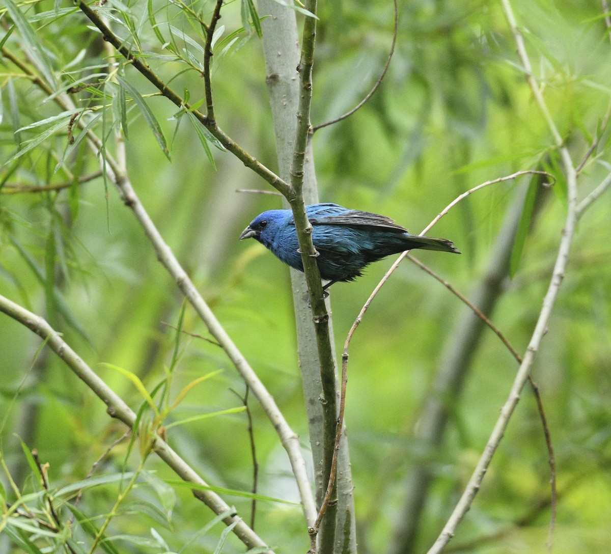 Indigo Bunting - Daniel King