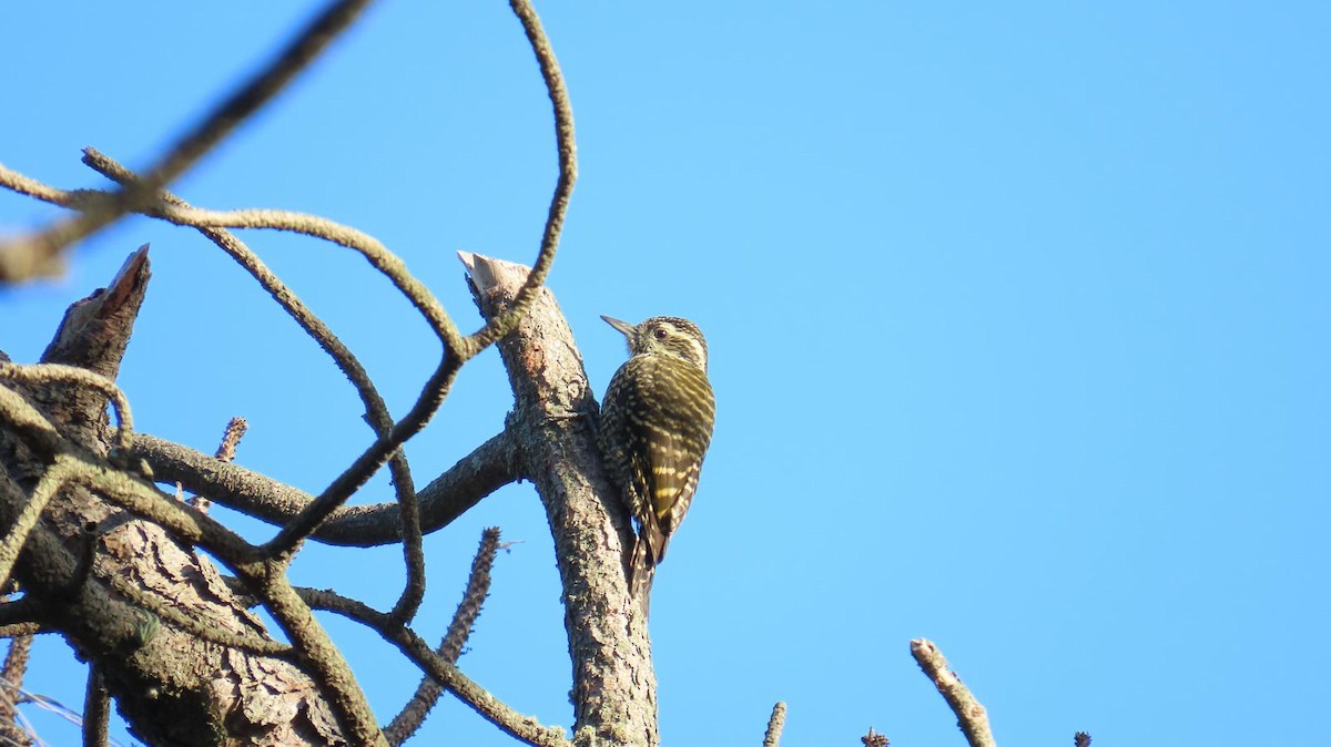 White-spotted Woodpecker - Rafael Tosi