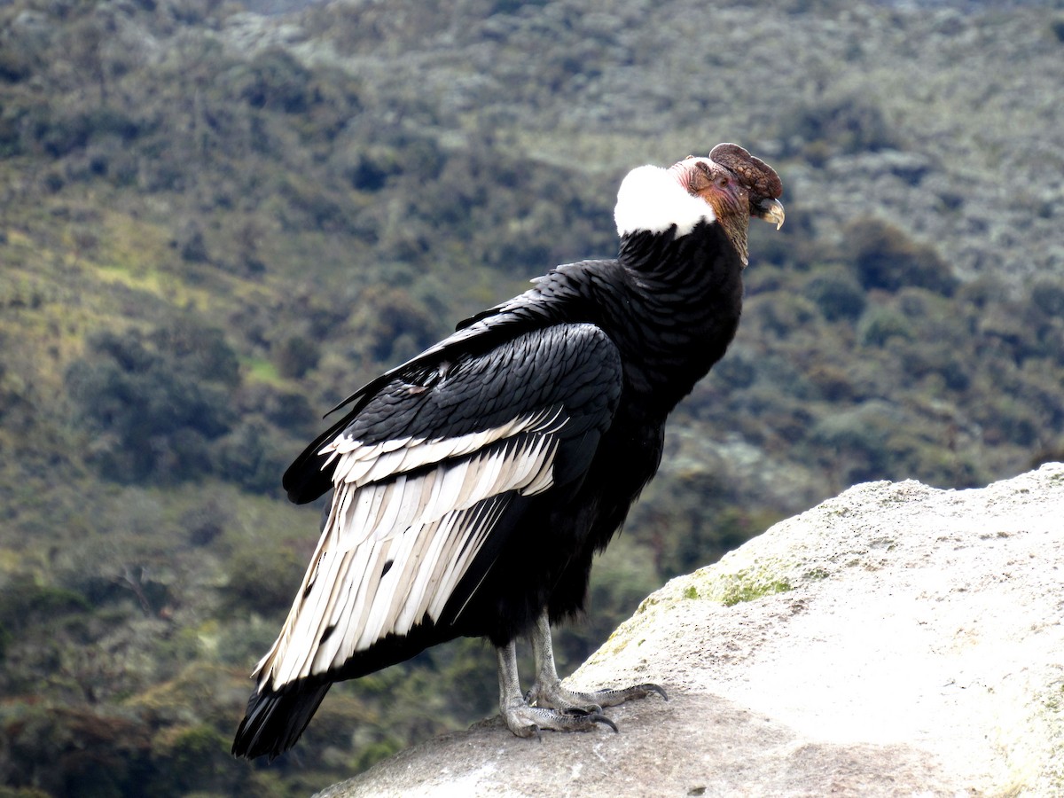 Andean Condor - Dennys  Plazas-Cardona