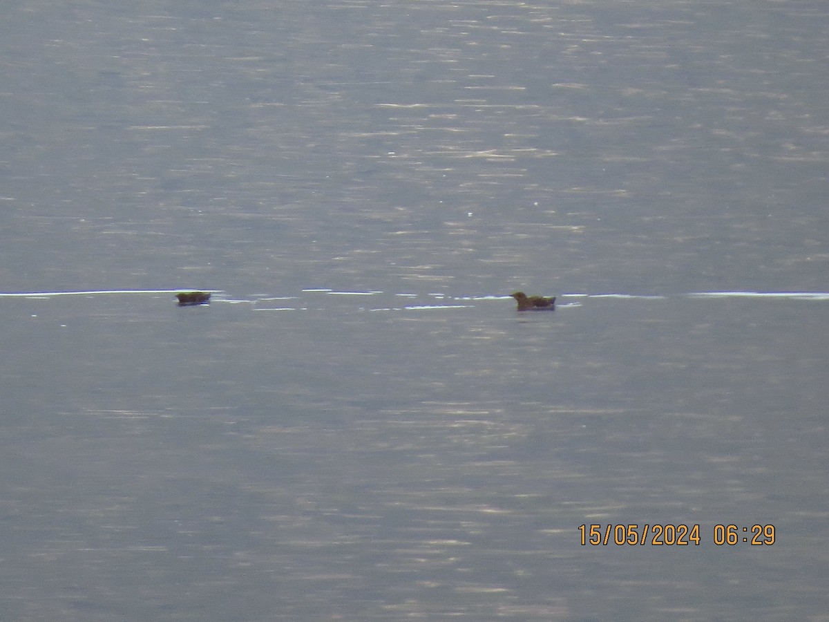 Marbled Murrelet - ML619085174