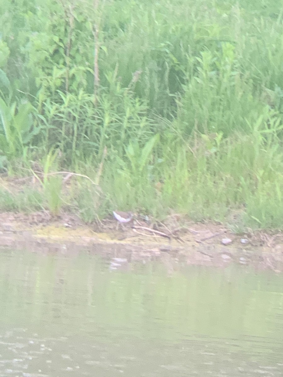 Spotted Sandpiper - ML619085228