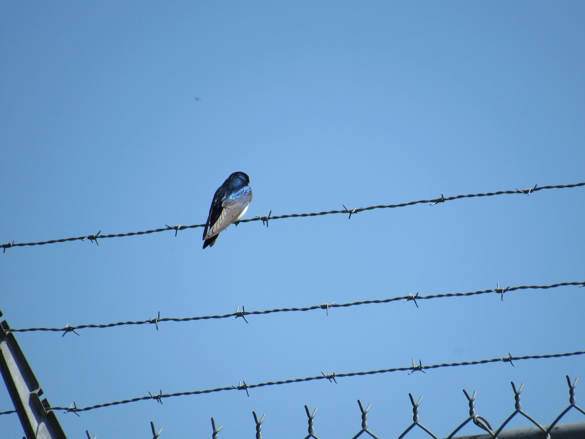 Tree Swallow - Marina Bourque