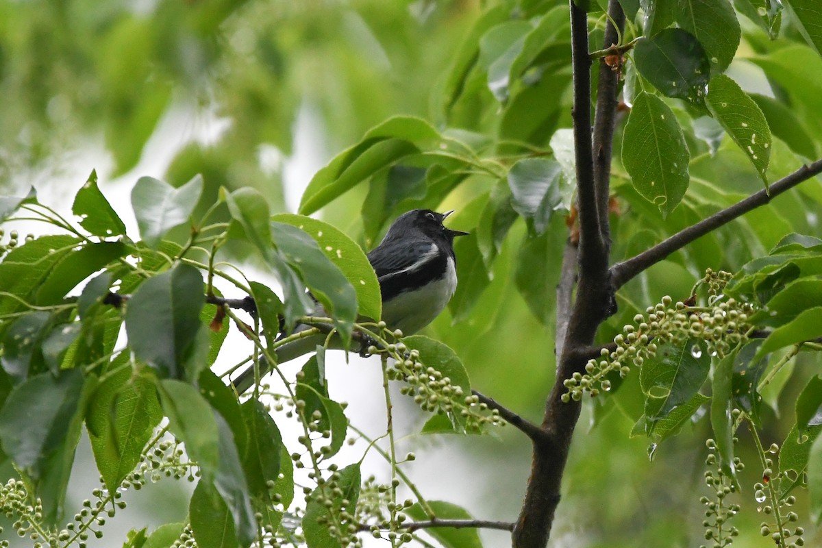 Black-throated Blue Warbler - ML619085252