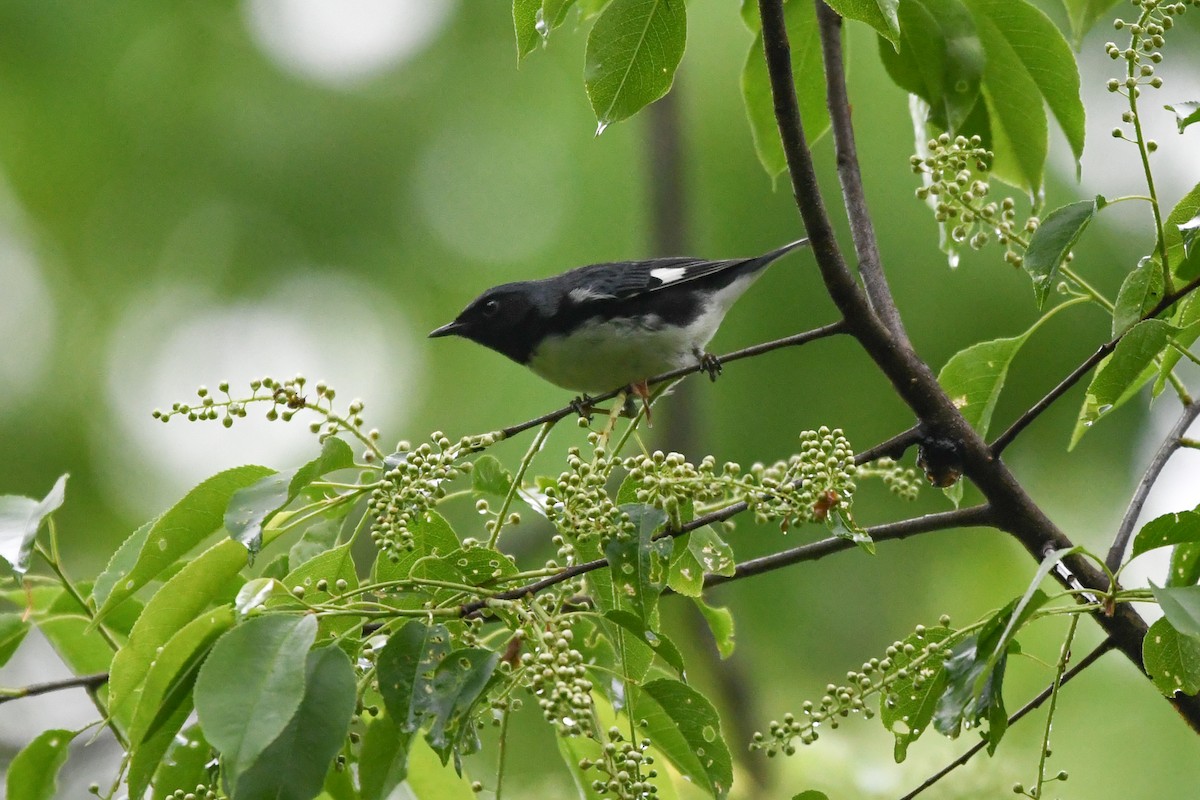 Black-throated Blue Warbler - Holly Hilliard