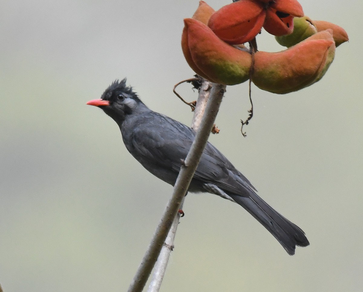 Black Bulbul - Noreen Weeden