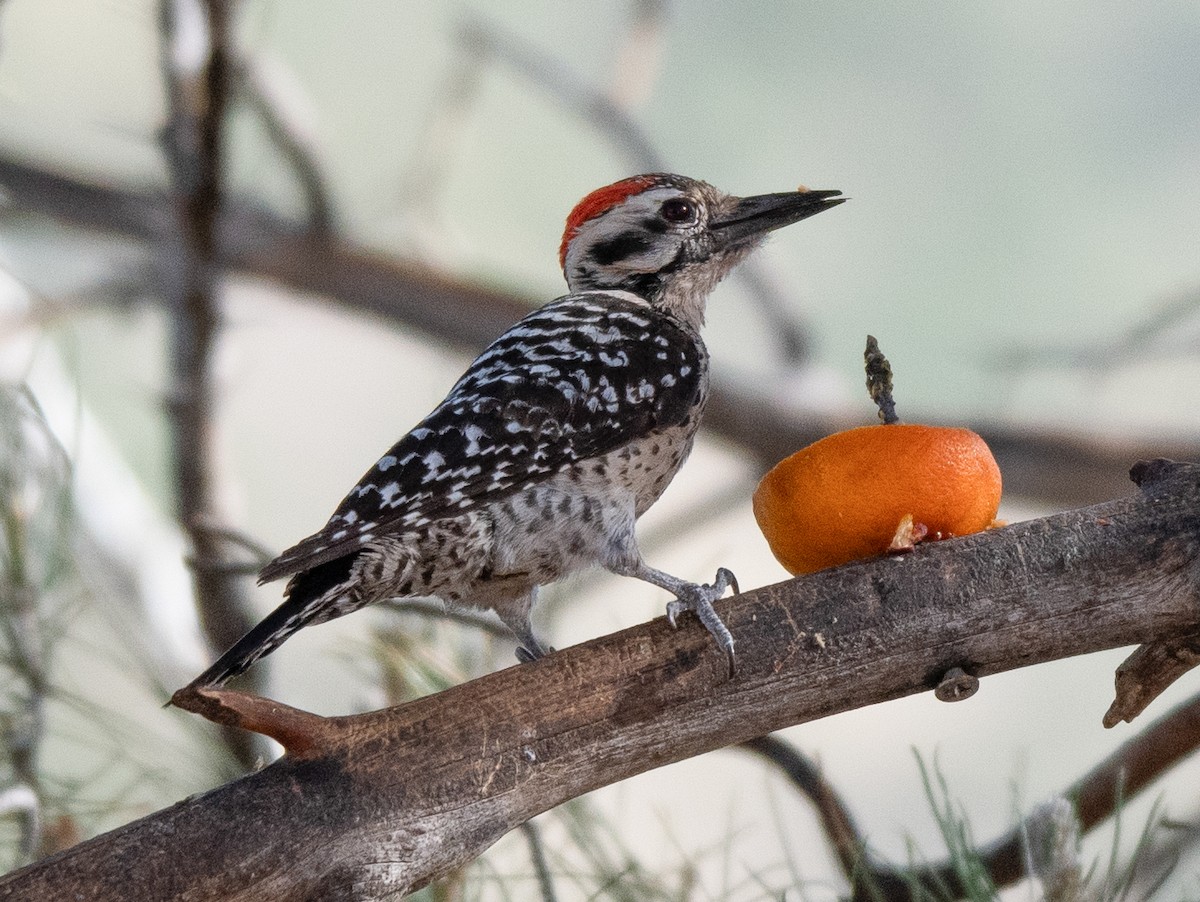Ladder-backed Woodpecker - Dennis Utterback