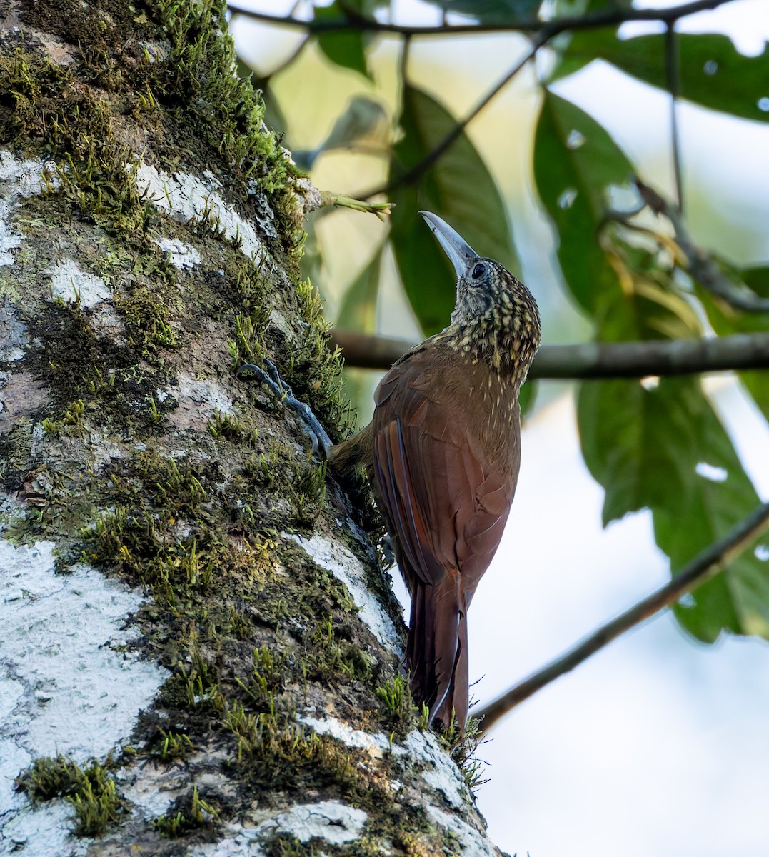 Buff-throated Woodcreeper - ML619085270