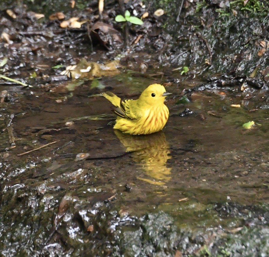 Yellow Warbler - Terri Needham