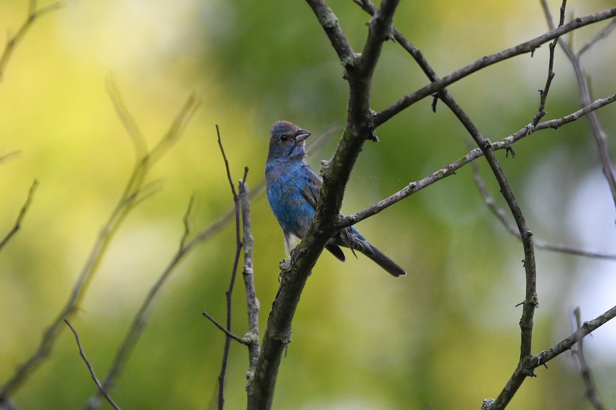 Indigo Bunting - Holly Hilliard