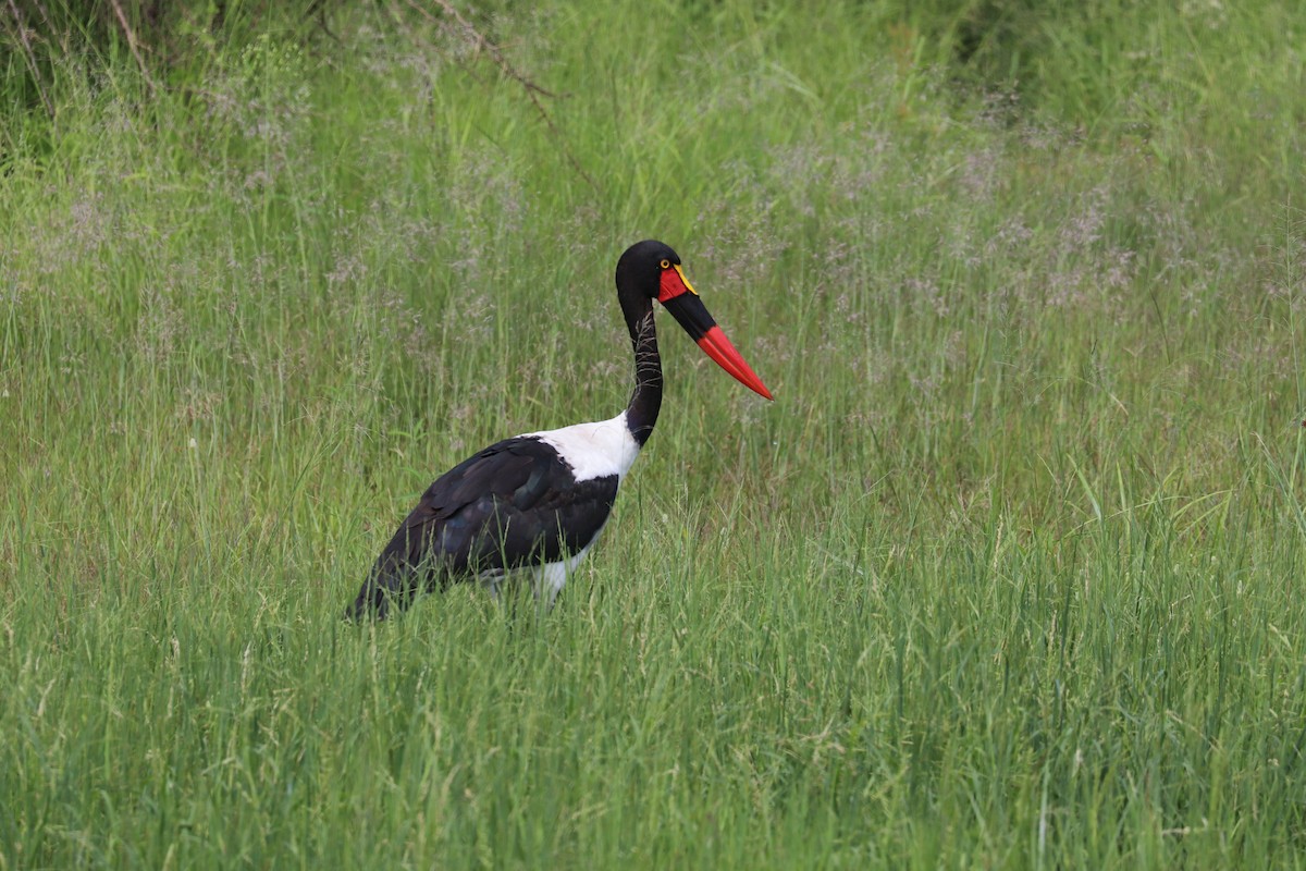 Saddle-billed Stork - Joseph Bozzo