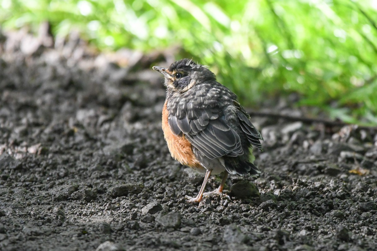 American Robin - ML619085355