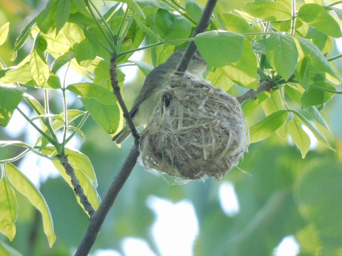 Warbling Vireo - Meg Glines