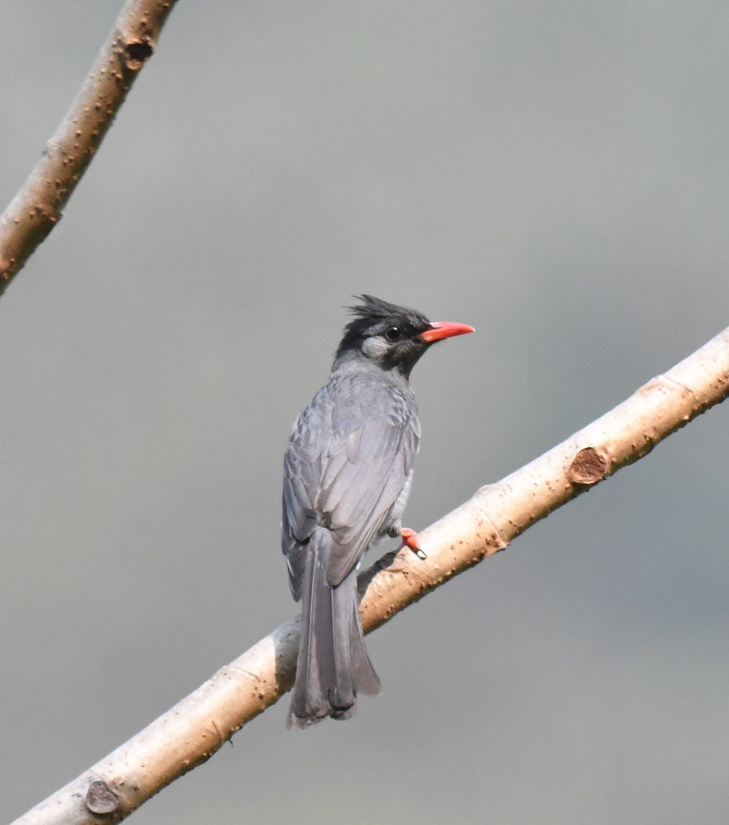 Black Bulbul - Noreen Weeden