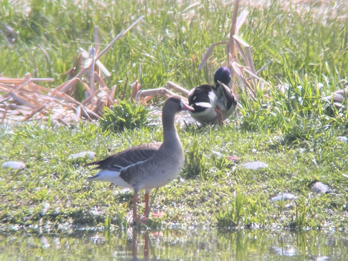 Greater White-fronted Goose - ML619085397